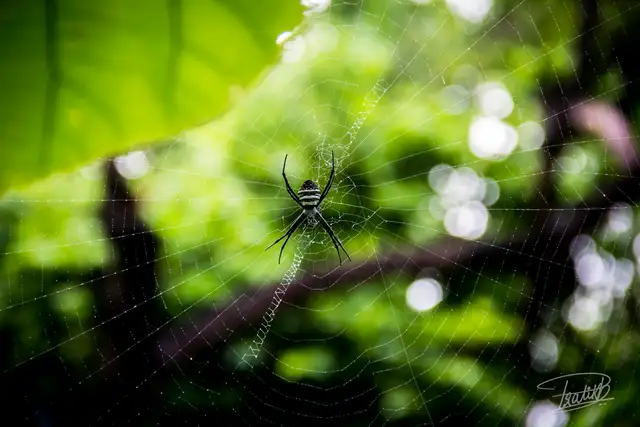 Signature Spider