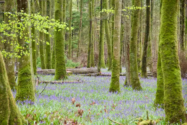 Bluebells